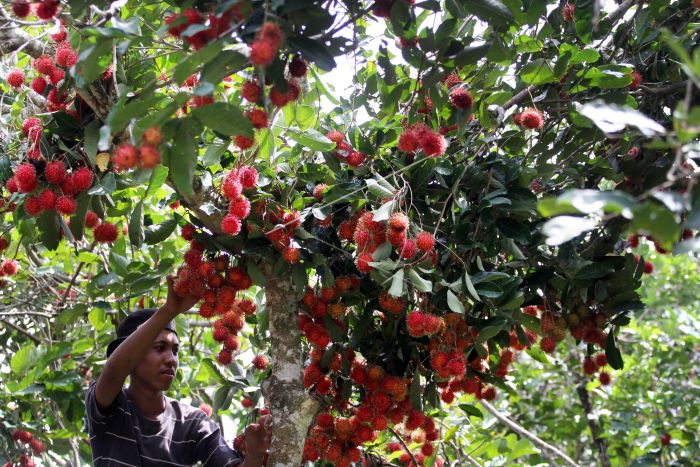 Perkebunan rambutan di gampong hagu