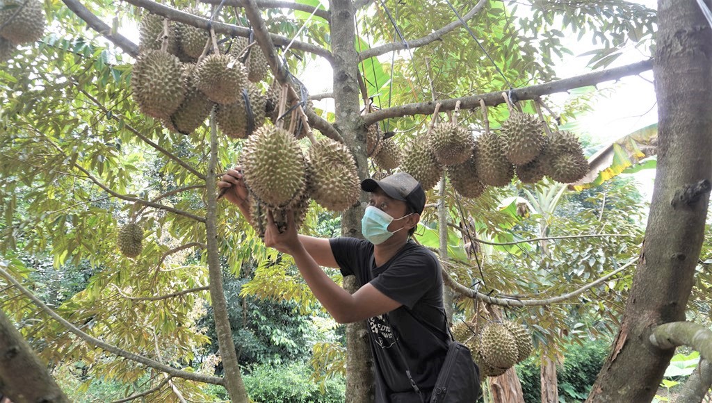 Perkebunan durian di gampong hagu
